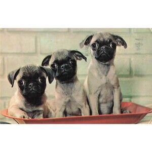 pugs pug puppies dogs postcard humor 1965 August 2nd handwritten 5 cent JFK art